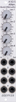 A-183-5 Quad Attenuator